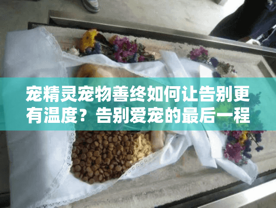 宠精灵宠物善终如何让告别更有温度？告别爱宠的最后一程