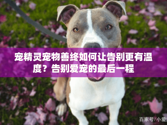宠精灵宠物善终如何让告别更有温度？告别爱宠的最后一程