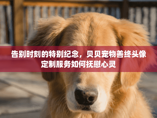 告别时刻的特别纪念，贝贝宠物善终头像定制服务如何抚慰心灵