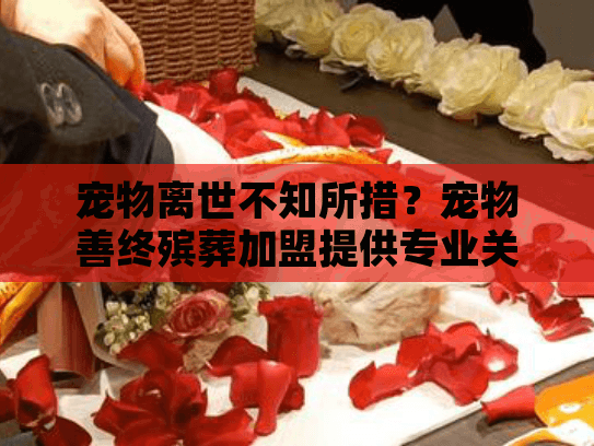 宠物离世不知所措？宠物善终殡葬加盟提供专业关怀服务
