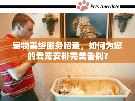 宠物善终服务昭通，如何为您的爱宠安排完美告别？