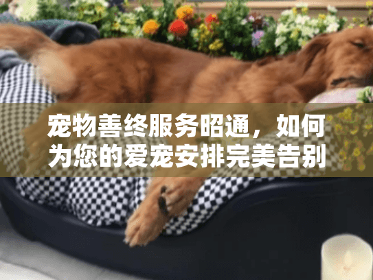 宠物善终服务昭通，如何为您的爱宠安排完美告别？