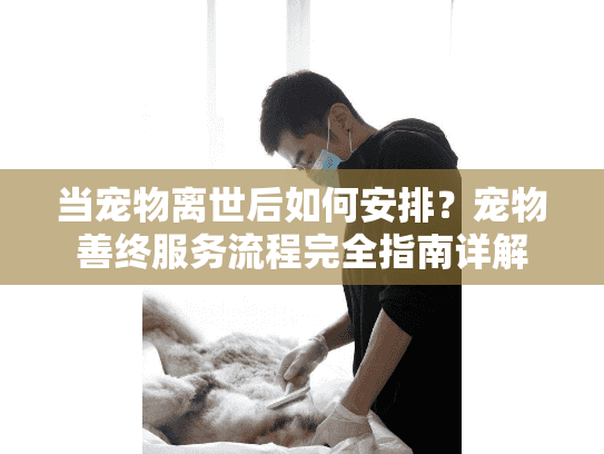 当宠物离世后如何安排？宠物善终服务流程完全指南详解