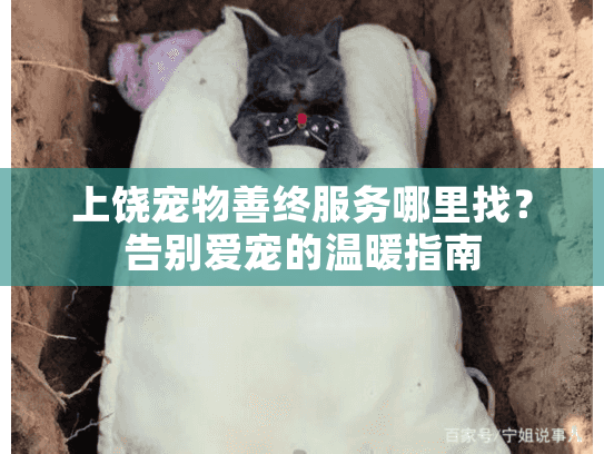 上饶宠物善终服务哪里找？告别爱宠的温暖指南