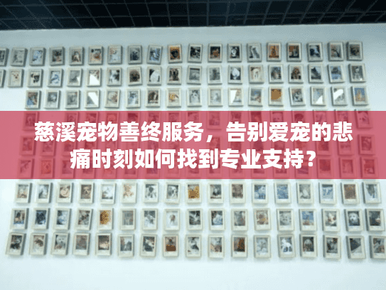 慈溪宠物善终服务，告别爱宠的悲痛时刻如何找到专业支持？