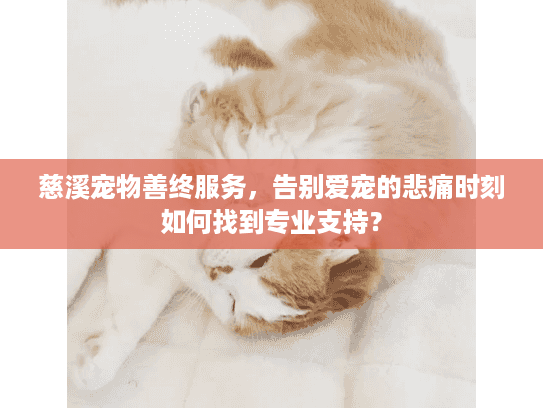慈溪宠物善终服务，告别爱宠的悲痛时刻如何找到专业支持？