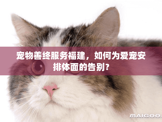 宠物善终服务福建，如何为爱宠安排体面的告别？