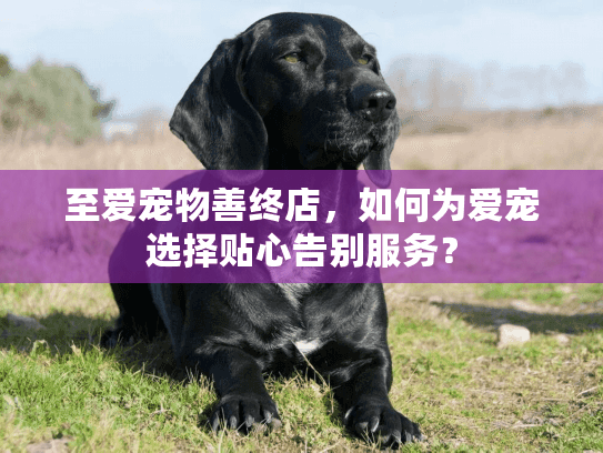 至爱宠物善终店，如何为爱宠选择贴心告别服务？