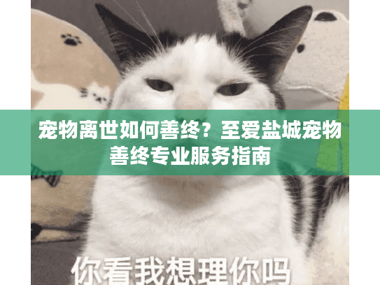 宠物离世如何善终？至爱盐城宠物善终专业服务指南