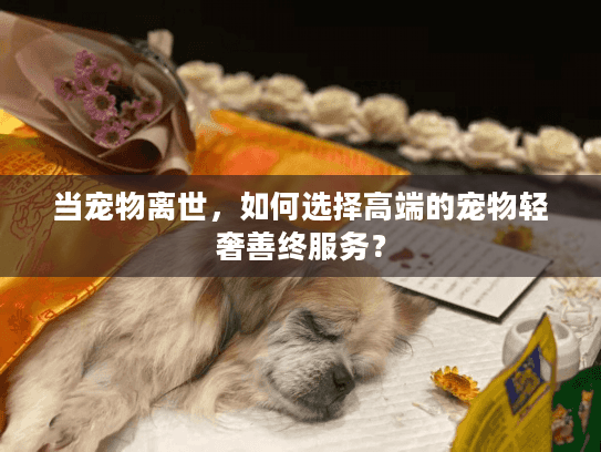 当宠物离世，如何选择高端的宠物轻奢善终服务？
