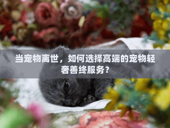 当宠物离世，如何选择高端的宠物轻奢善终服务？