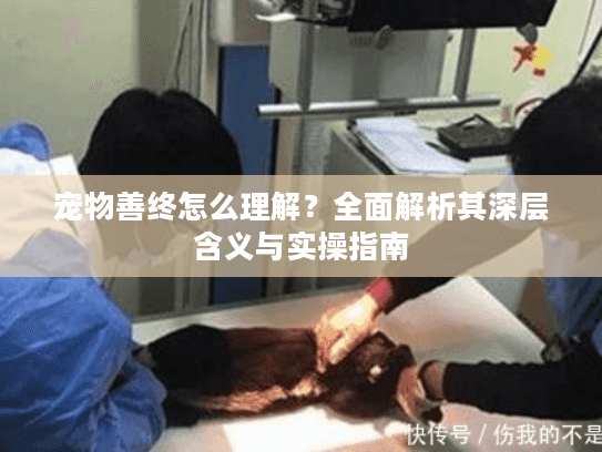 宠物善终怎么理解？全面解析其深层含义与实操指南