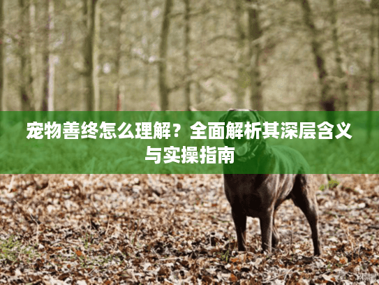 宠物善终怎么理解？全面解析其深层含义与实操指南