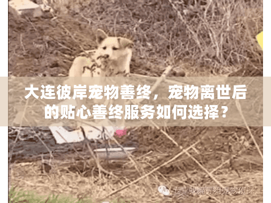 大连彼岸宠物善终，宠物离世后的贴心善终服务如何选择？