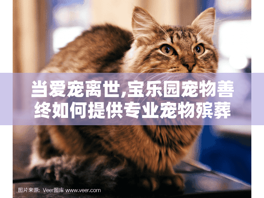 当爱宠离世,宝乐园宠物善终如何提供专业宠物殡葬服务?