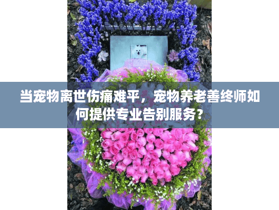 当宠物离世伤痛难平，宠物养老善终师如何提供专业告别服务？