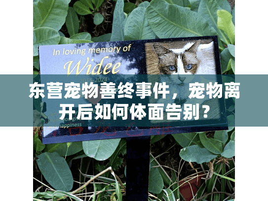 东营宠物善终事件，宠物离开后如何体面告别？