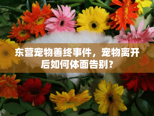东营宠物善终事件，宠物离开后如何体面告别？