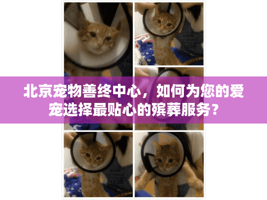 北京宠物善终中心，如何为您的爱宠选择最贴心的殡葬服务？