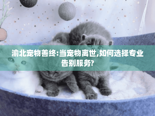 渝北宠物善终:当宠物离世,如何选择专业告别服务?