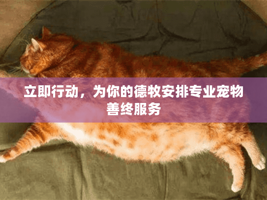 立即行动，为你的德牧安排专业宠物善终服务
