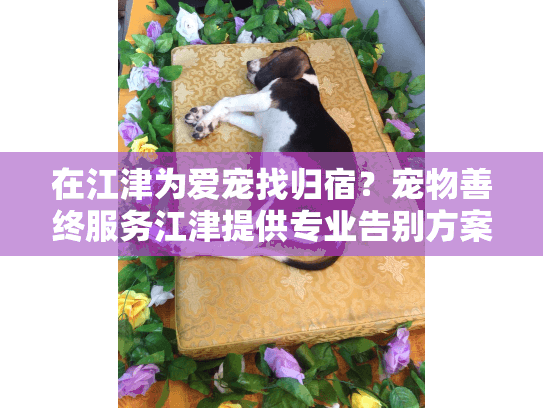 在江津为爱宠找归宿？宠物善终服务江津提供专业告别方案