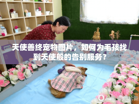 天使善终宠物图片，如何为毛孩找到天使般的告别服务？