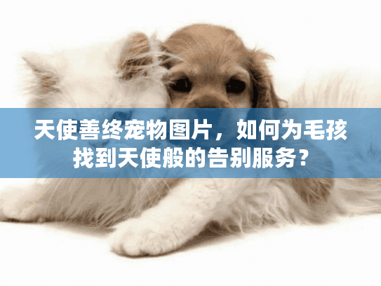 天使善终宠物图片，如何为毛孩找到天使般的告别服务？
