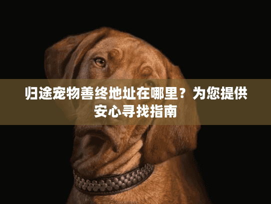 归途宠物善终地址在哪里？为您提供安心寻找指南