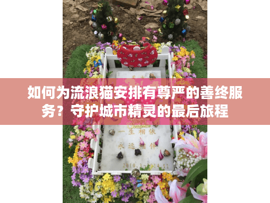 如何为流浪猫安排有尊严的善终服务？守护城市精灵的最后旅程