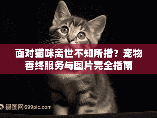 面对猫咪离世不知所措？宠物善终服务与图片完全指南