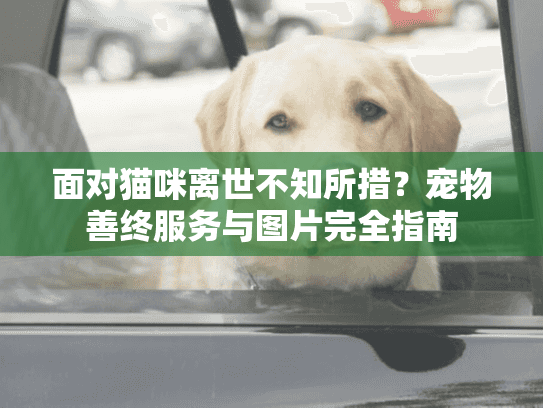 面对猫咪离世不知所措？宠物善终服务与图片完全指南