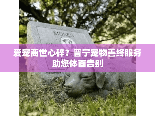 爱宠离世心碎？普宁宠物善终服务助您体面告别