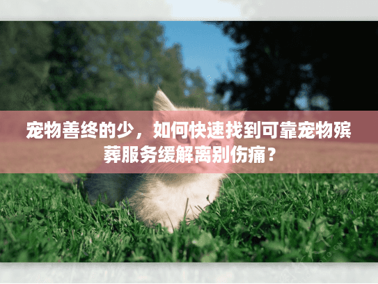 宠物善终的少，如何快速找到可靠宠物殡葬服务缓解离别伤痛？