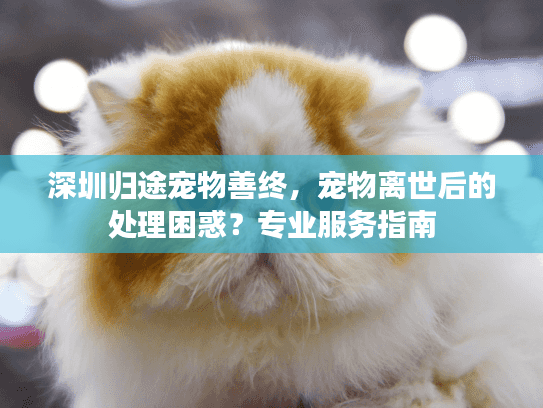 深圳归途宠物善终，宠物离世后的处理困惑？专业服务指南