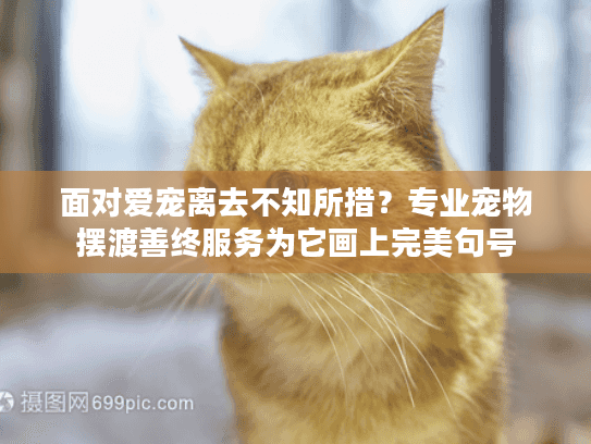 面对爱宠离去不知所措？专业宠物摆渡善终服务为它画上完美句号