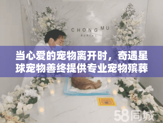 当心爱的宠物离开时，奇遇星球宠物善终提供专业宠物殡葬服务