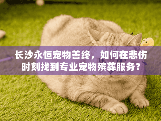 长沙永恒宠物善终，如何在悲伤时刻找到专业宠物殡葬服务？