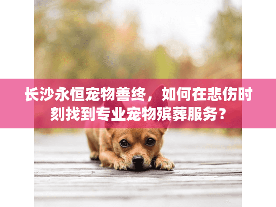 长沙永恒宠物善终，如何在悲伤时刻找到专业宠物殡葬服务？