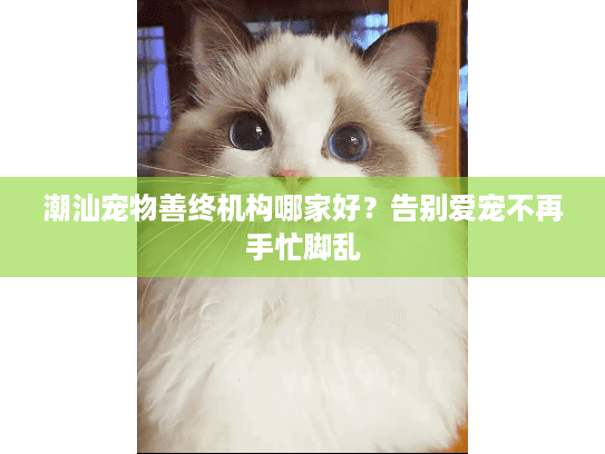潮汕宠物善终机构哪家好？告别爱宠不再手忙脚乱