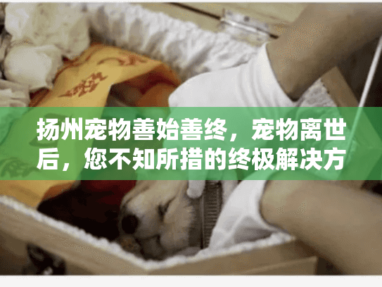 扬州宠物善始善终，宠物离世后，您不知所措的终极解决方案？