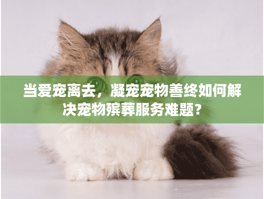 当爱宠离去，凝宠宠物善终如何解决宠物殡葬服务难题？