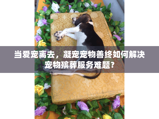 当爱宠离去，凝宠宠物善终如何解决宠物殡葬服务难题？