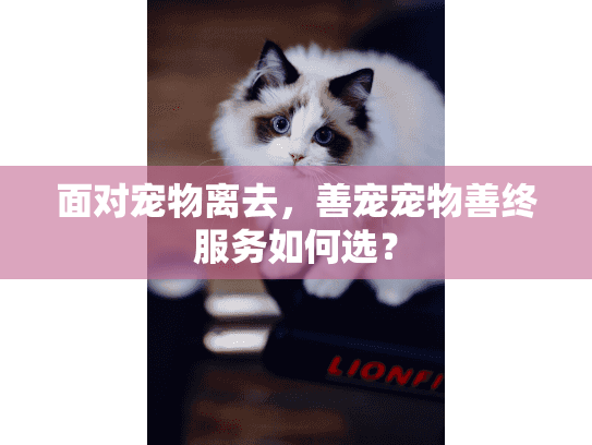 面对宠物离去，善宠宠物善终服务如何选？