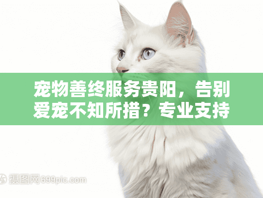 宠物善终服务贵阳，告别爱宠不知所措？专业支持助你安心送别