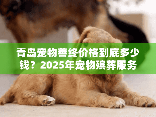 青岛宠物善终价格到底多少钱？2025年宠物殡葬服务费用全解析