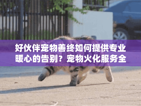 好伙伴宠物善终如何提供专业暖心的告别？宠物火化服务全方位解析