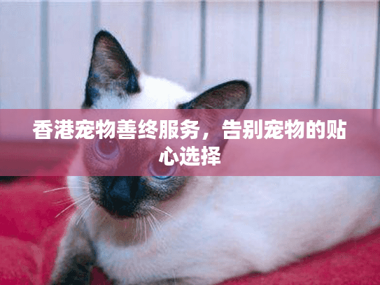 香港宠物善终服务，告别宠物的贴心选择