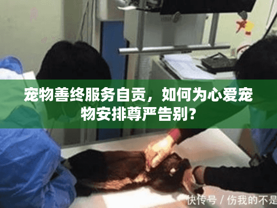 宠物善终服务自贡，如何为心爱宠物安排尊严告别？