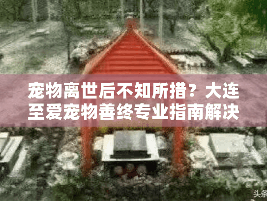 宠物离世后不知所措？大连至爱宠物善终专业指南解决您的困扰